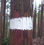 mark-3.jpg